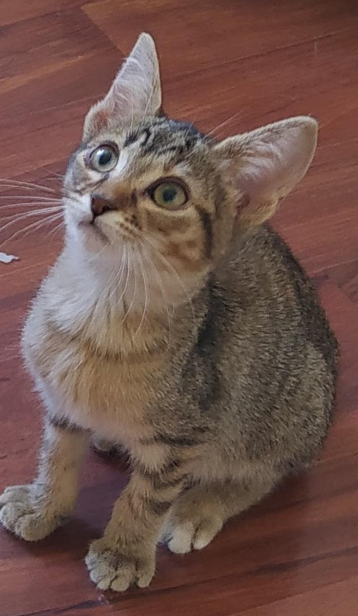 multimedia-foto74476-473-1