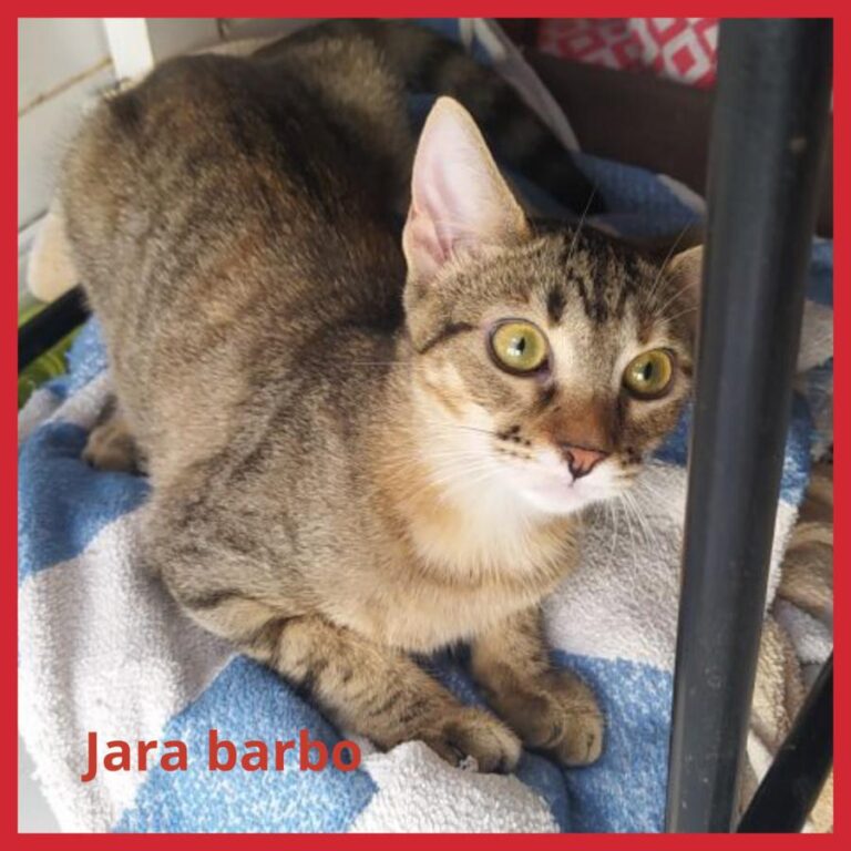 multimedia-foto74477-473-1