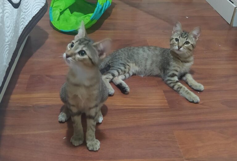 multimedia-foto74478-473-1