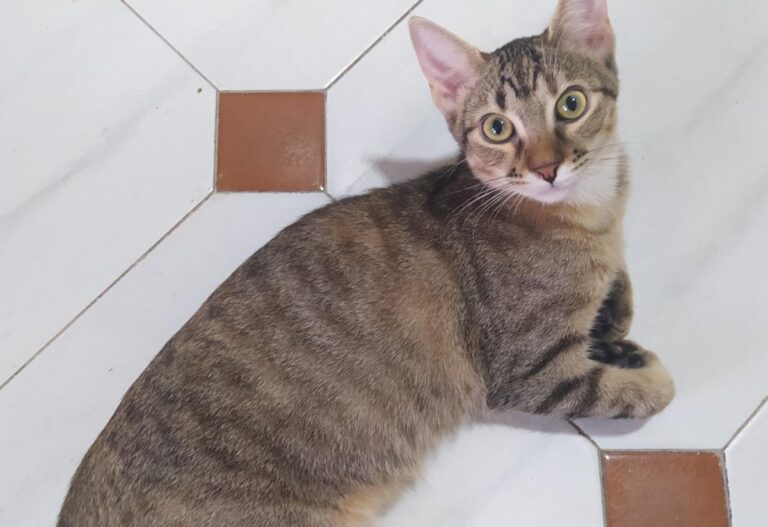 multimedia-foto74480-474-1