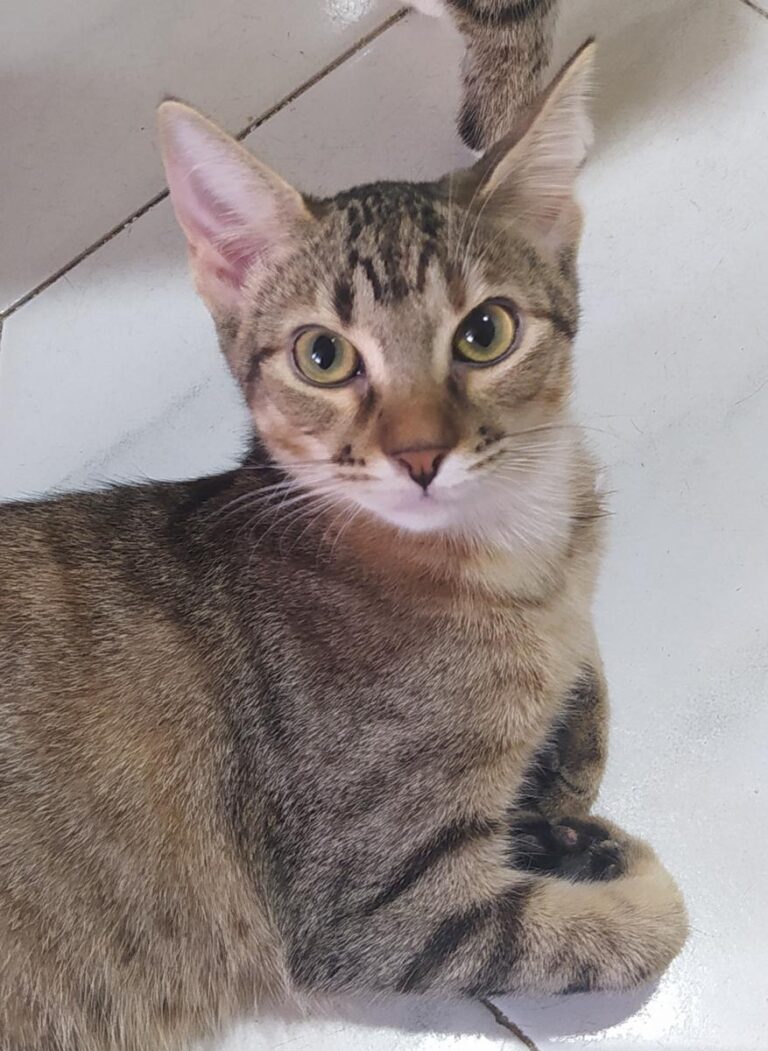 multimedia-foto74481-474-1