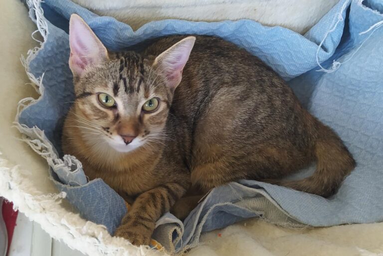 multimedia-foto74482-474-1