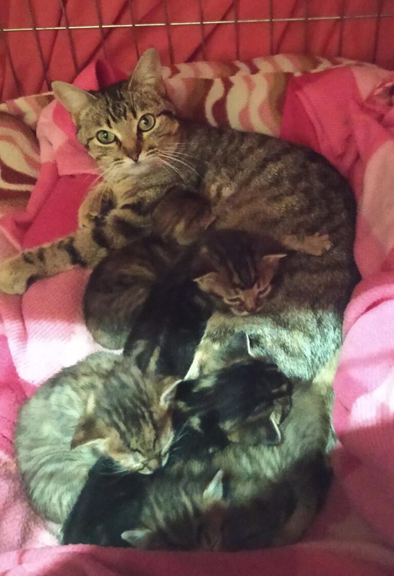 multimedia-foto74485-598-1