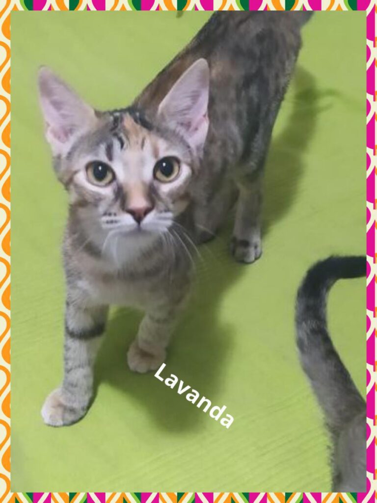 multimedia-foto74489-599-1