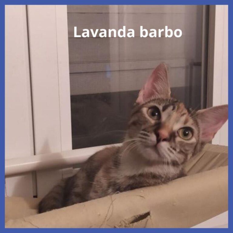 multimedia-foto74490-599-1