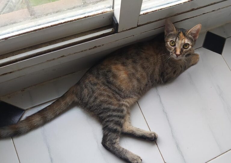 multimedia-foto74491-599-1