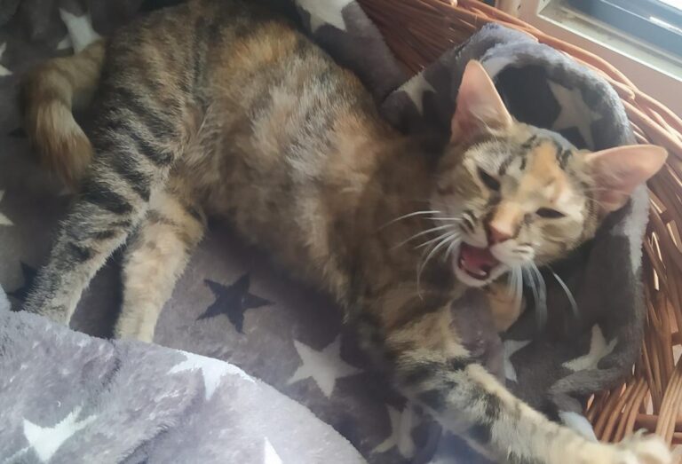 multimedia-foto74492-599-1