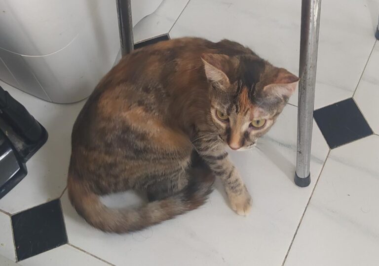 multimedia-foto74493-599-1