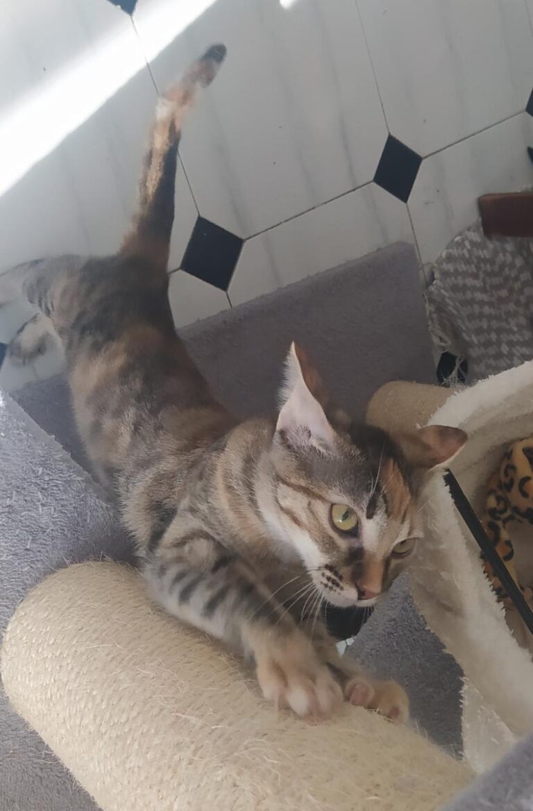 multimedia-foto74494-599-1