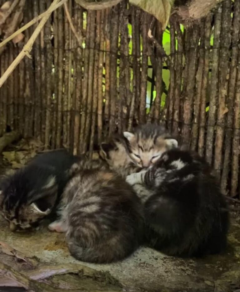 multimedia-foto74495-760-1