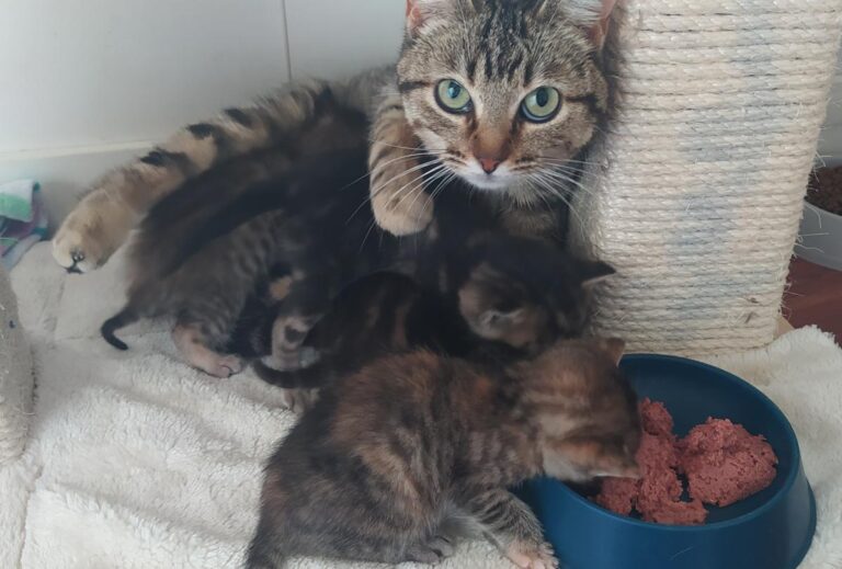 multimedia-foto74498-760-1