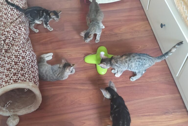 multimedia-foto74499-760-1