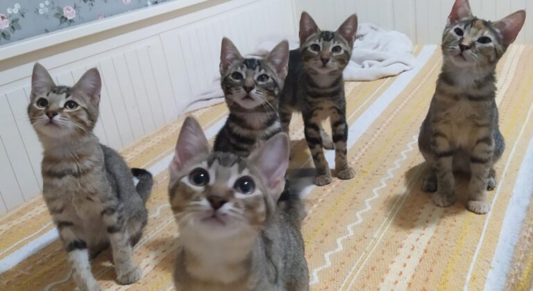 multimedia-foto74501-761-1