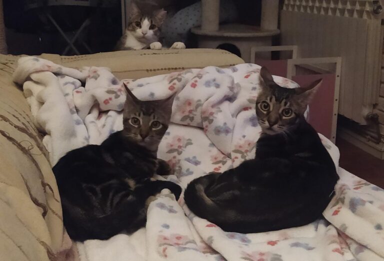 multimedia-foto74502-761-1