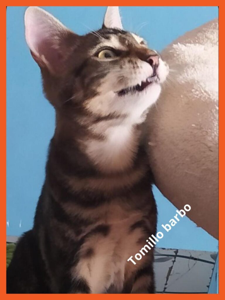 multimedia-foto74503-761-1