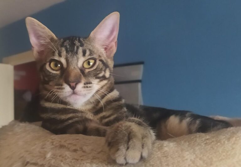 multimedia-foto74506-762-1