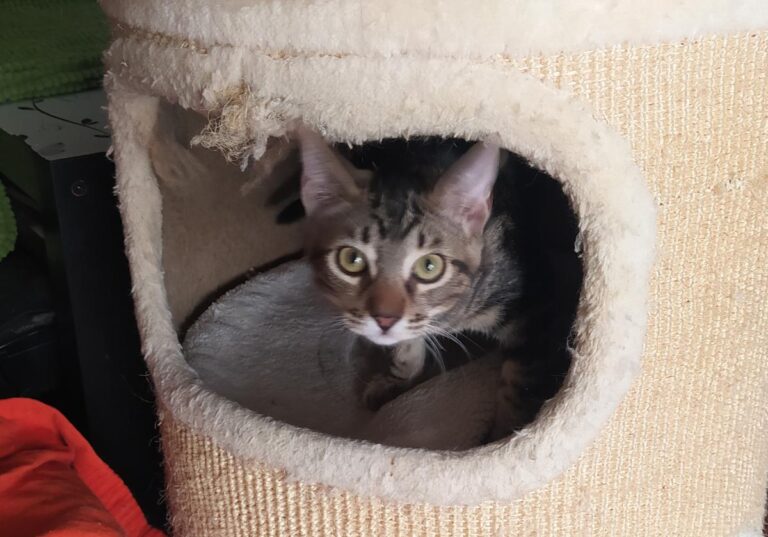 multimedia-foto74507-762-1