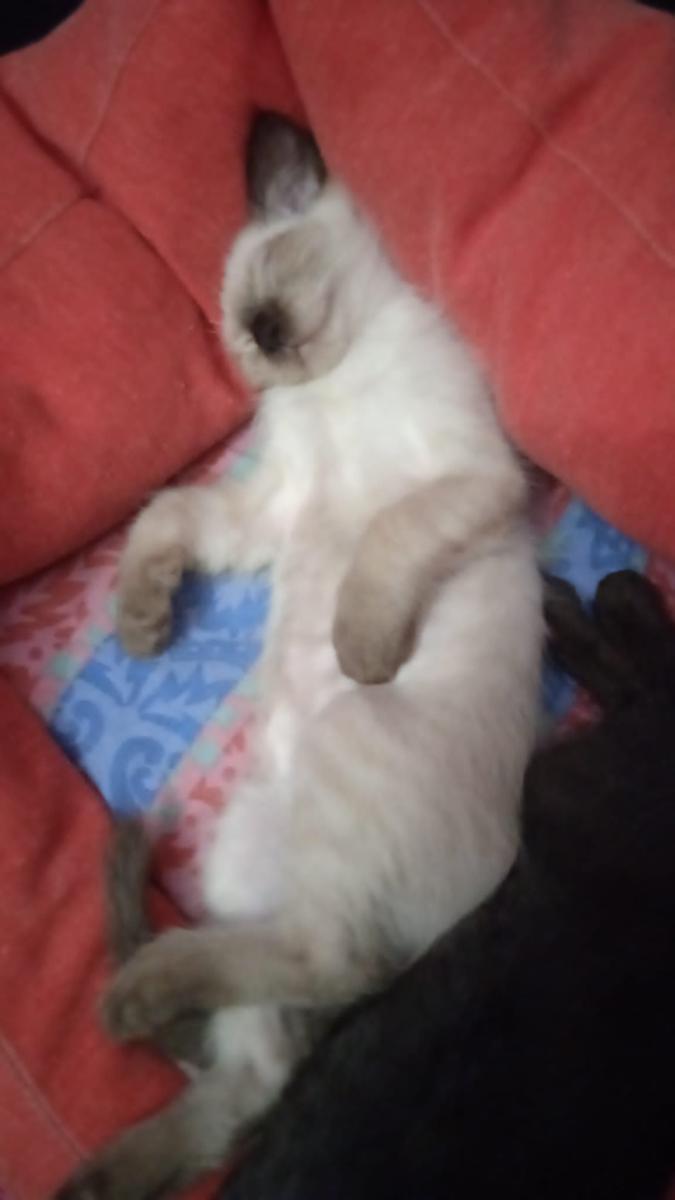 multimedia-foto74542-920-1