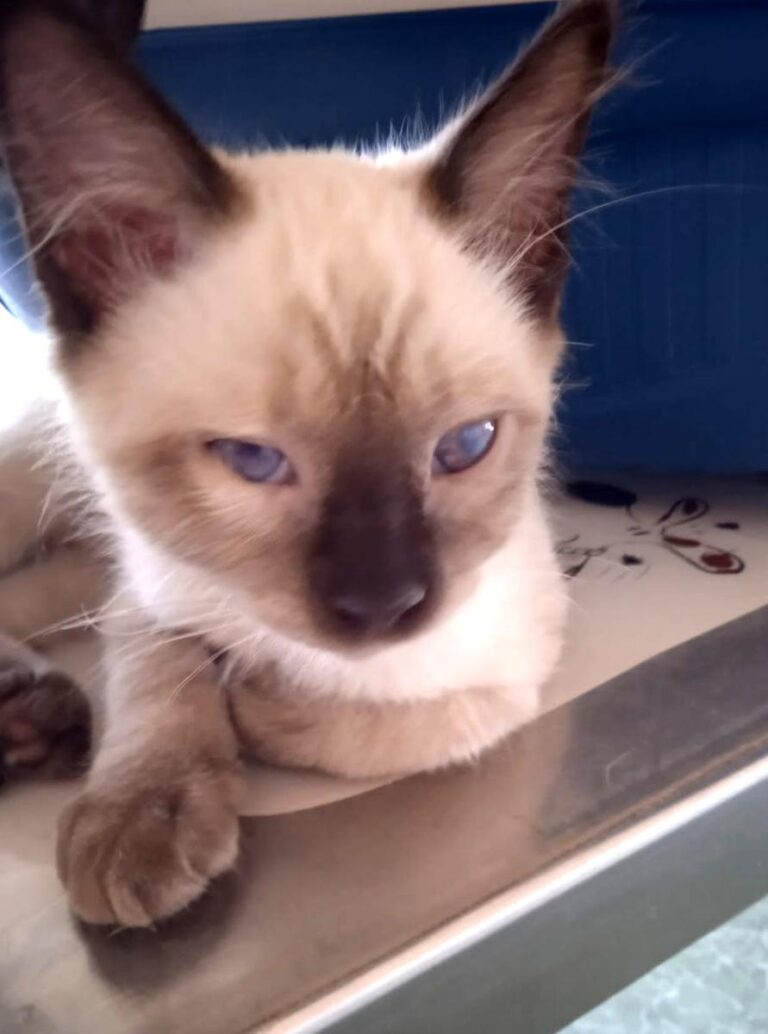 multimedia-foto74543-920-1