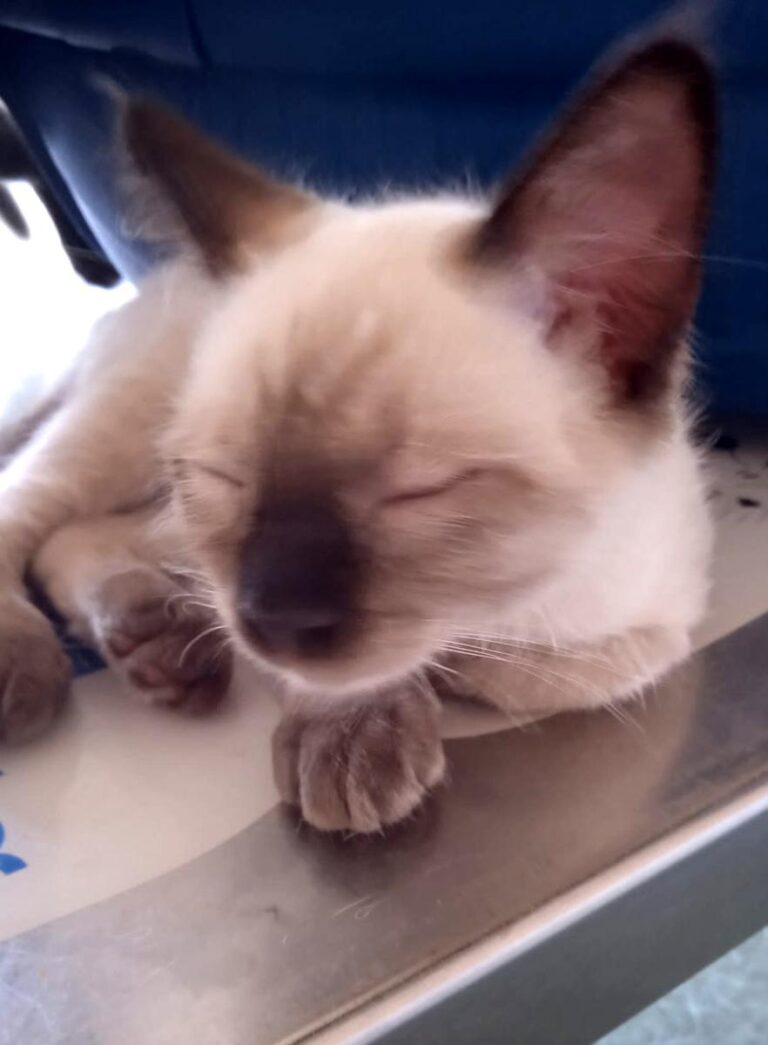 multimedia-foto74544-920-1