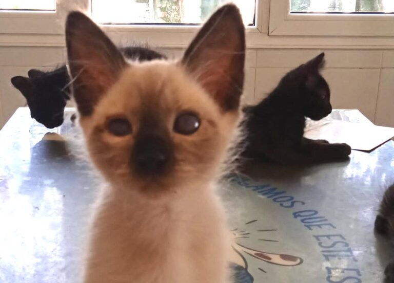 multimedia-foto74547-921-1