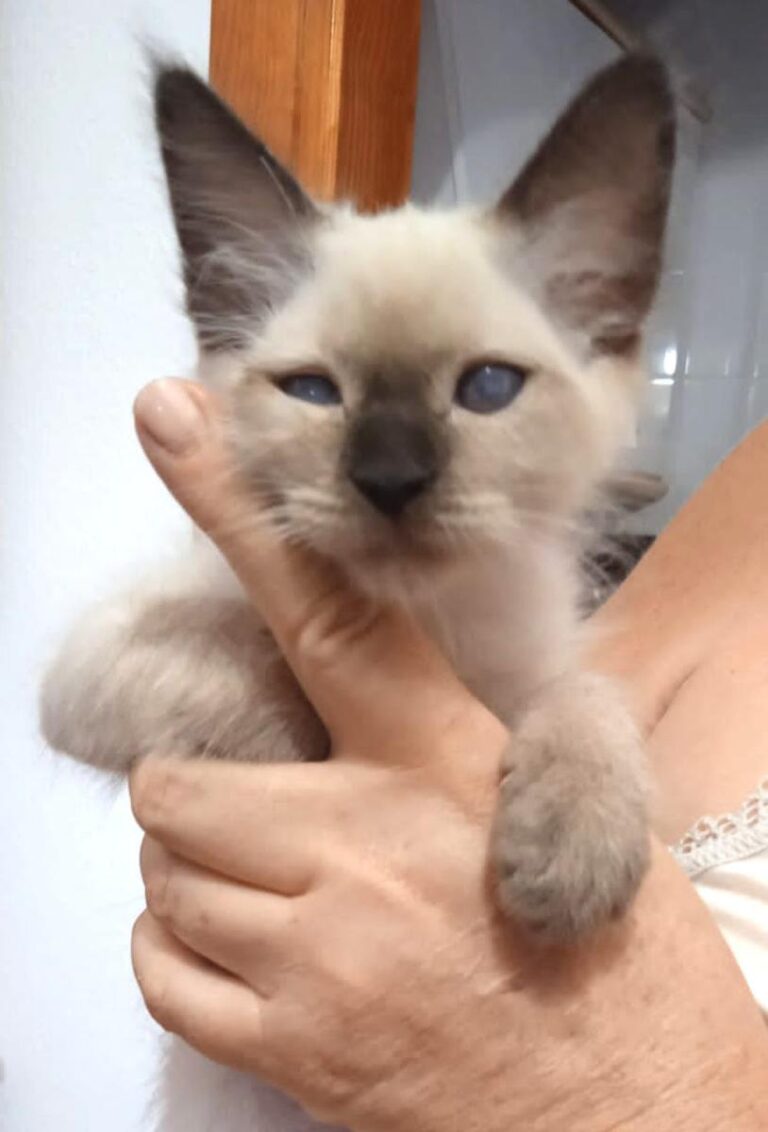 multimedia-foto74549-921-1