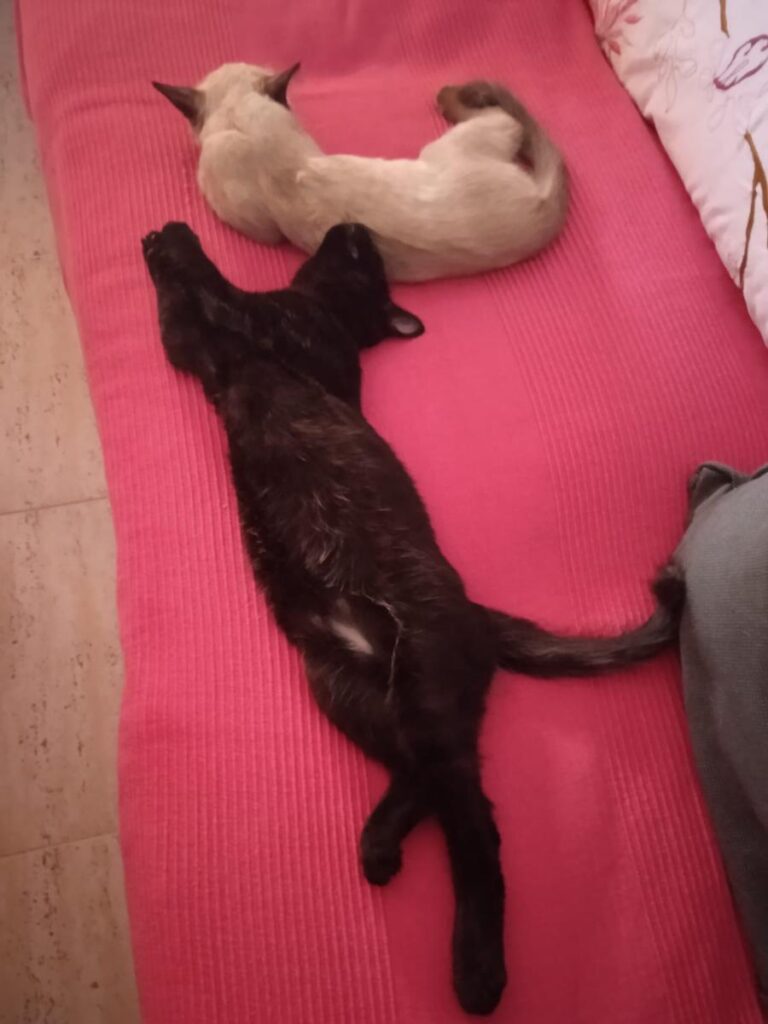 multimedia-foto74567-110-1