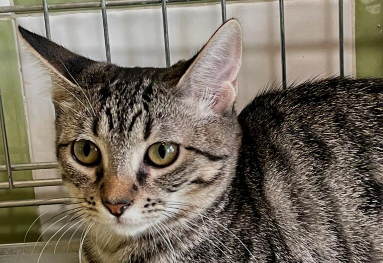 multimedia-foto74583-355-1