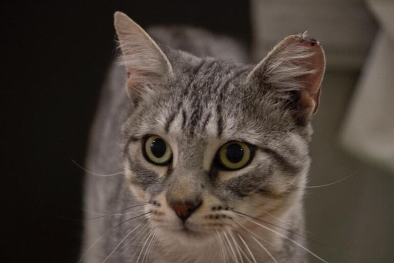 multimedia-foto74682-840-1