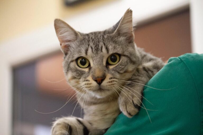 multimedia-foto74683-840-1