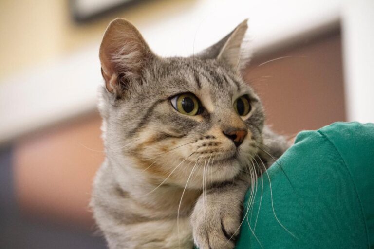 multimedia-foto74684-840-1