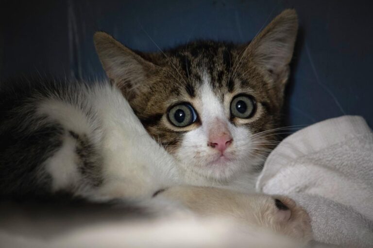 multimedia-foto74691-405-1