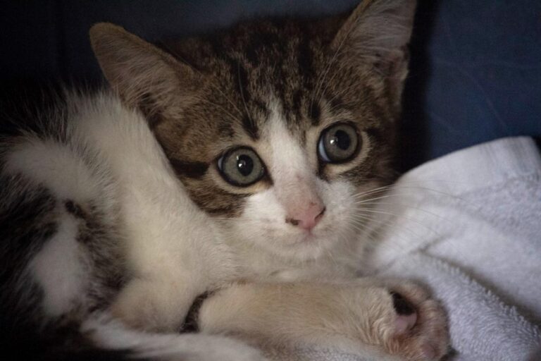 multimedia-foto74693-406-1