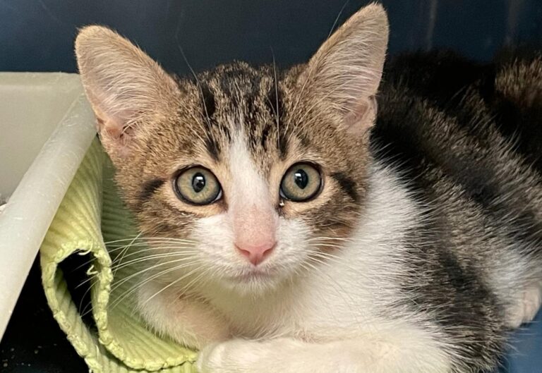 multimedia-foto74694-406-1