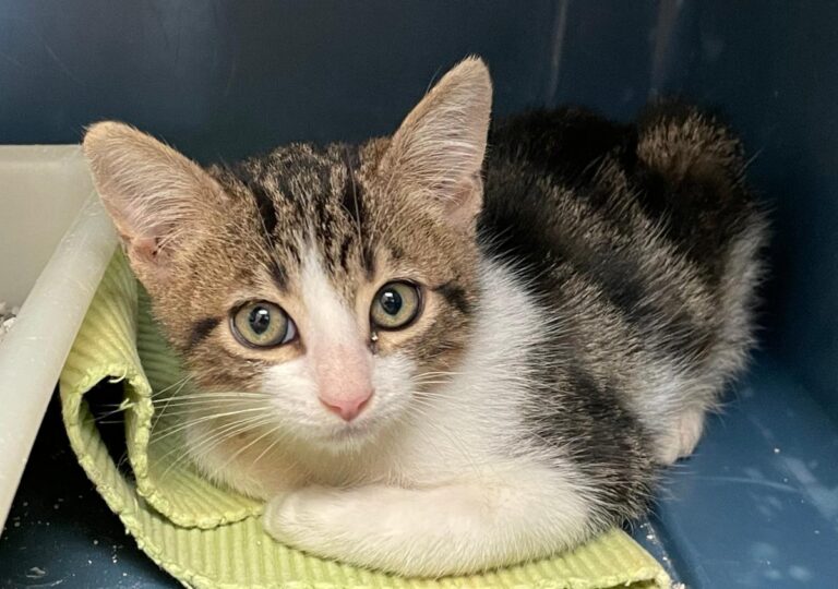 multimedia-foto74695-406-1