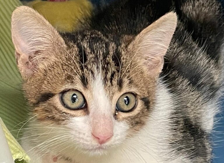 multimedia-foto74696-406-1