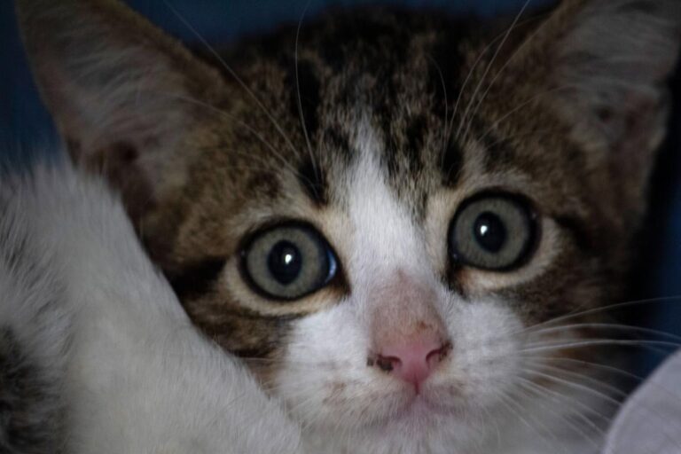 multimedia-foto74697-406-1