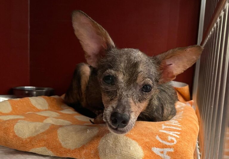 multimedia-foto74698-73-1