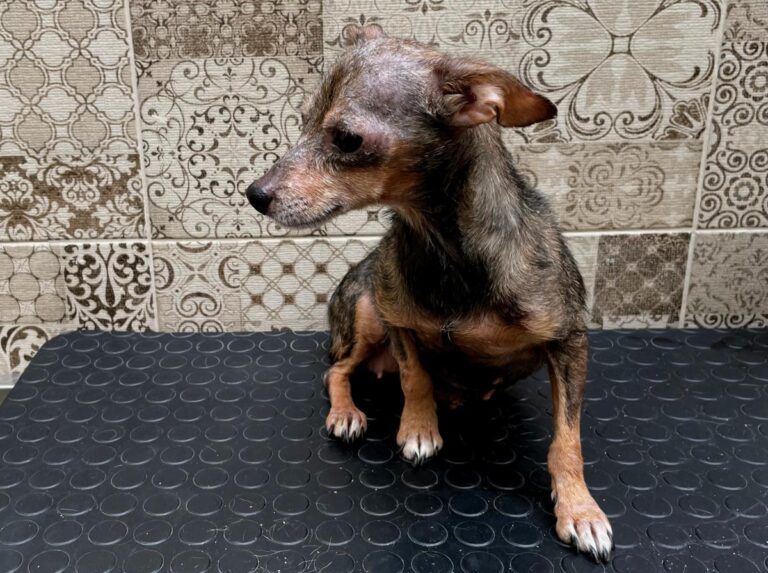 multimedia-foto74700-73-1