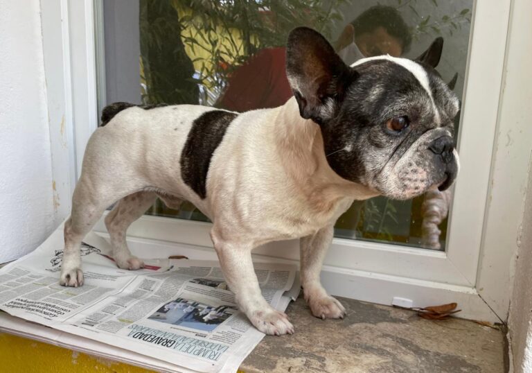 multimedia-foto74825-155-1