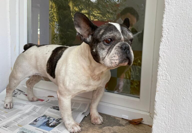 multimedia-foto74828-155-1