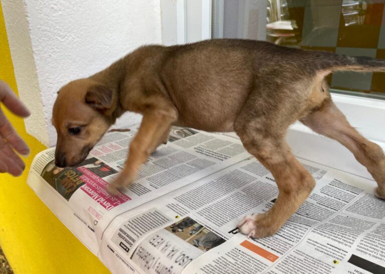 multimedia-foto74833-683-1