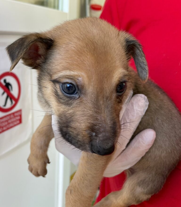 multimedia-foto74834-683-1