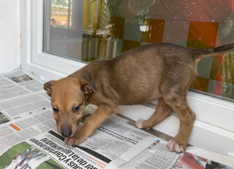 multimedia-foto74835-684-1