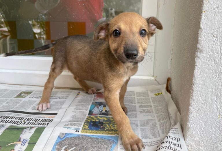 multimedia-foto74836-684-1