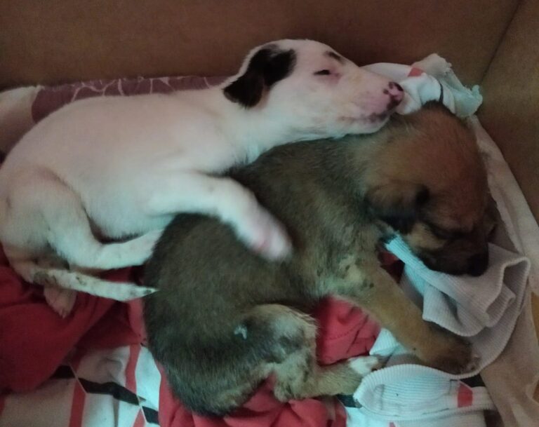 multimedia-foto74851-48-1