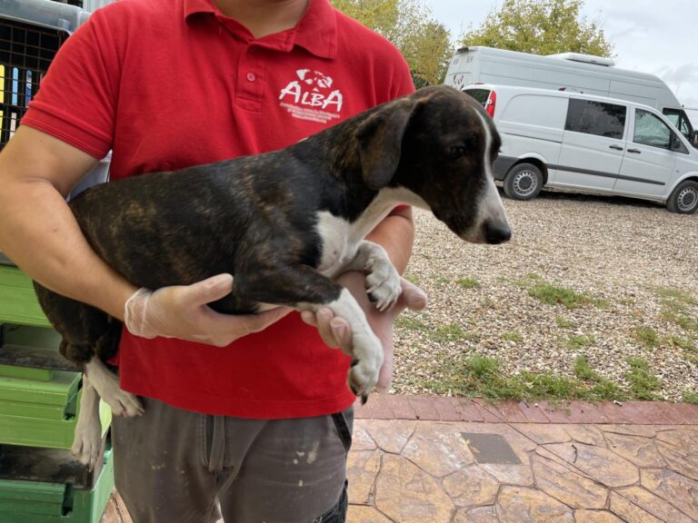 multimedia-foto74856-621-1