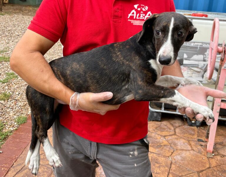 multimedia-foto74857-621-1