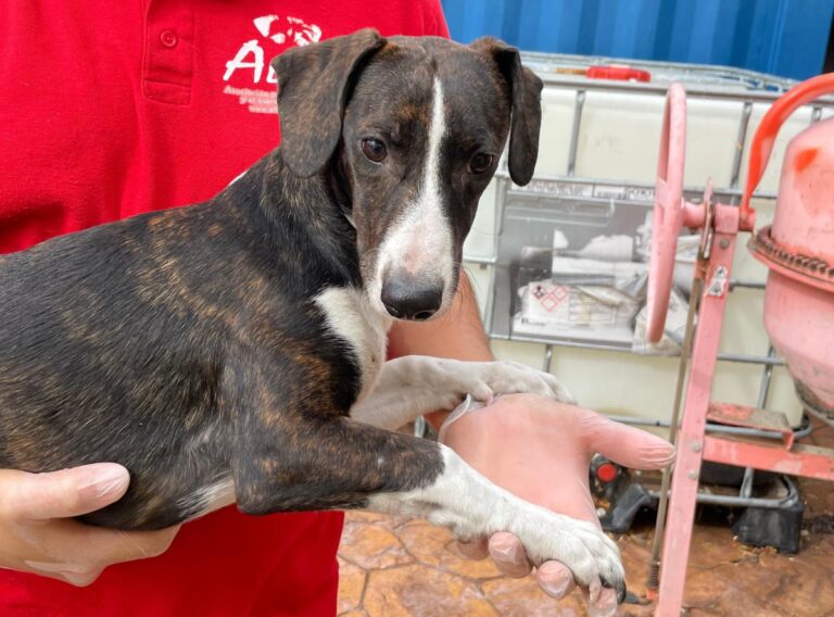 multimedia-foto74858-621-1