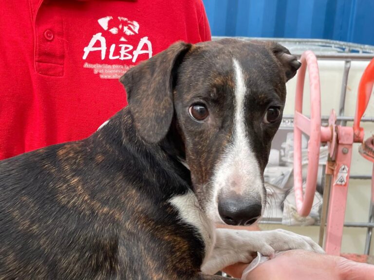 multimedia-foto74859-621-1